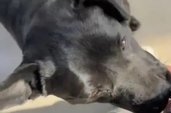 Найдена собака, Мытищи, фото: Найден собака, Рогачёвское шоссе, 10, Мытищи - черный, средний рост