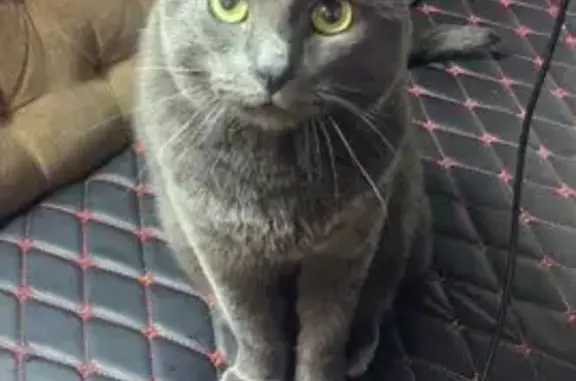 Пропал кот, Ленинградская улица, 1, Волжский - полностью серый, крупный - photo