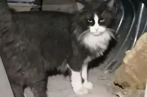 Найдена кошка, Газетный переулок, 73А, Ростов-на-Дону - чёрно-белый кот, ласковый - photo