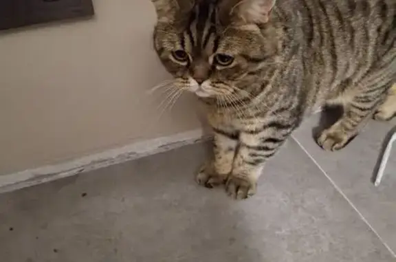 Пропала кошка, Верхний переулок, 14, Шоссейное - шотландская прямоухая - photo