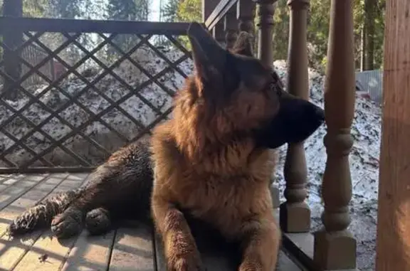 Найдена собака, Солнечногорск, фото: Найдена собака, Солнечногорск - возможно пришел по воде