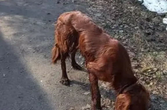 Найдена собака, Федюково, фото: Найдена собака, 46Н-08855, 1, Федюково - худая и побаивается