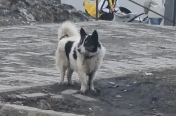 Найдена собака, Пенза, фото: Найден собака, проспект Строителей, городской округ Пенза - черно-белый с ошейником