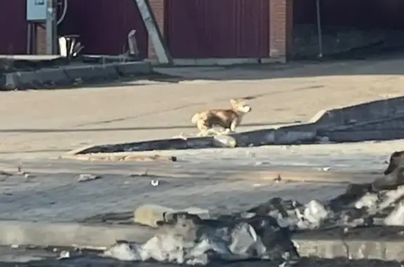 Найдена собака, Юрлово, фото: Найдена собака, Пятницкое шоссе, 51Д, Юрлово - рыжая, небольшого размера