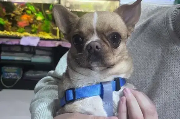 Объявления о пропавших и найденных животных, Ростов-на-Дону, фото: Найден собака, площадь 339-й Стрелковой Дивизии, Ростов-на-Дону