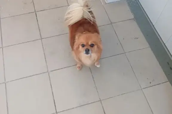 Собаки потеряшки, Кемерово, фото: Потеряшка собака, проспект Шахтёров, Кемерово - темно рыжий окрас, откликается на имя Герик