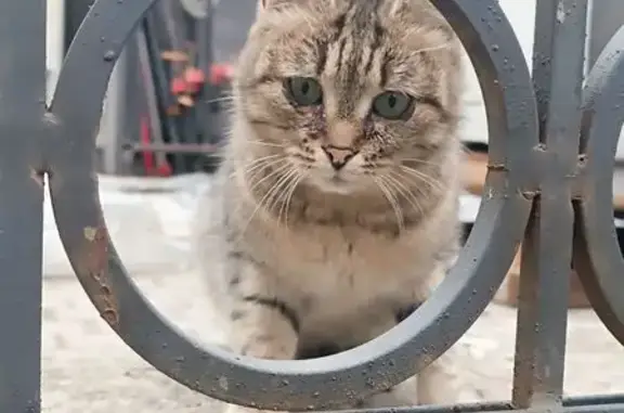 Найдена кошка, Москва, фото: Найдена кошка, Петроверигский переулок, Москва - пугливый и осторожный