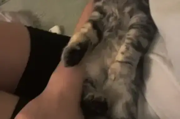 Пропала кошка, Агрономическая улица, 17, Липецк - серая, агрессивная и боязливая - photo