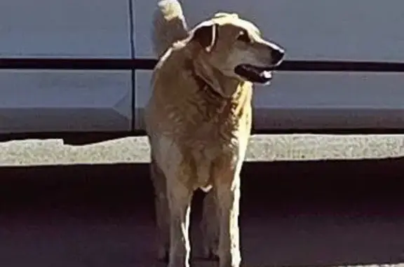 Найдена собака, Фёдоровское, фото: Найдена рыжая собака, Центральная улица, Фёдоровское