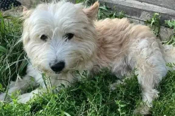 Собаки потеряшки, Федякино, фото: Потеряшка собака, Садовая улица, Федякино - откликается на Тузик