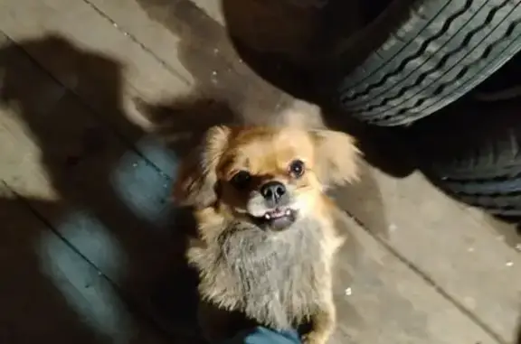 Найдена собака, Тайшет, фото: Найдена собака, Красноармейская улица, 157, Тайшет