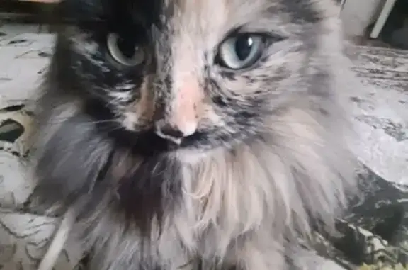 Пропала кошка Девочка, Екатеринбург (rl1160480) - photo