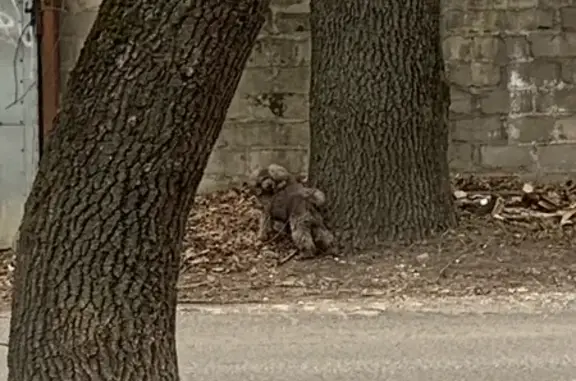 Найдена собака, Калининград, фото: Найдена собака, улица Лейтенанта Катина, 90, Калининград