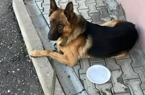 Пропал собака, улица 20-я Линия, 112, Омск - немецкая овчарка по кличке Деймон - photo