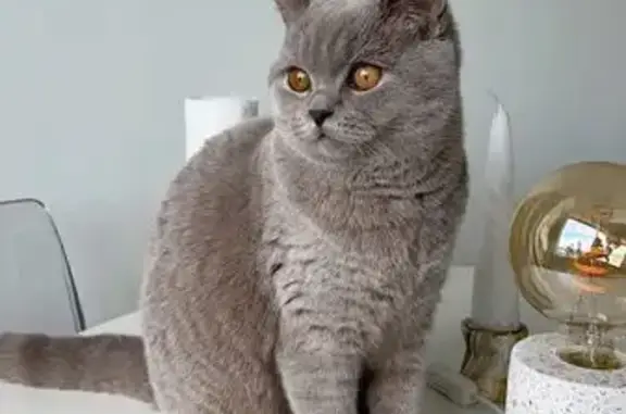 Кошки потеряшки, район Коммунарка, фото: Потеряшка кошка Девочка, район Коммунарка (rl1160484)