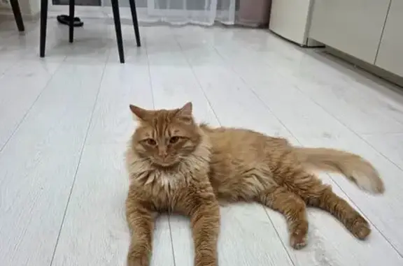 Потерянные животные Астрахань, фото: Пропал кот, Брестская улица, 18, Астрахань - боится людей