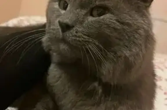 Пропал кот, Волгоградская улица, 33, Ижевск - на животе нащупывается ребро - photo