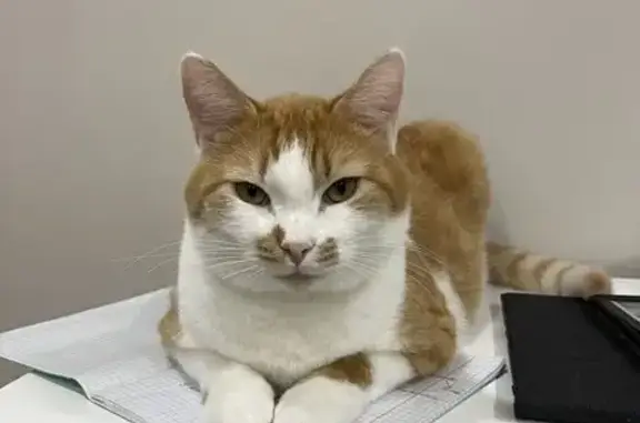 Пропала кошка, улица Архитектора Власова, 15 к3, Москва - photo