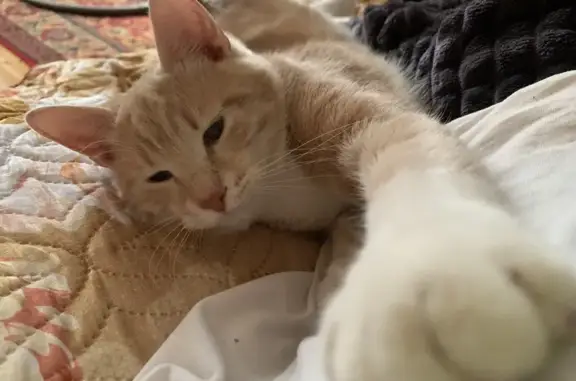 Пропала кошка, переулок Шевченко, 30, Суздаль - photo