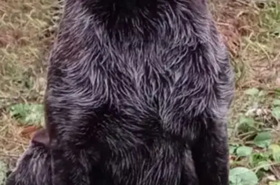 Пропала собака Мальчик, Гаврилов-Ям (rl1160503) - photo