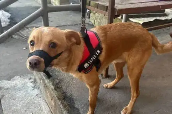 Найдена собака, Красногорск, фото: Найдена собака, Подмосковный бульвар, 1, Красногорск