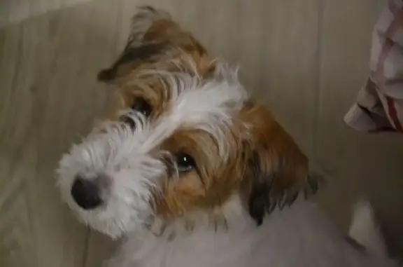 Собаки потеряшки, Красноярск, фото: Потеряшка собака, Качинская улица, Красноярск