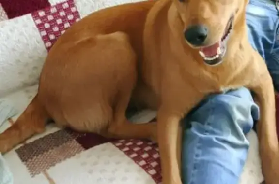 Пропала собака, улица Киквидзе, городской округ Тамбов - photo