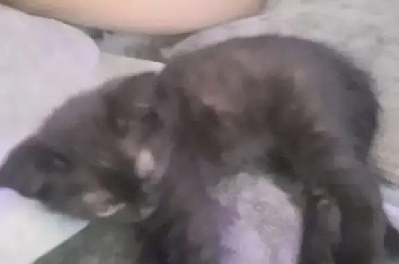 Пропала кошка, улица Беляева, 35 к1, Тюмень - photo