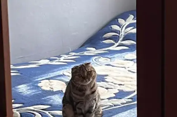 Пропала кошка, улица Колеватова, Минусинск - photo