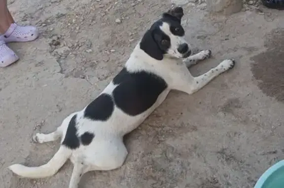 Пропала собака, улица Козьмы Минина, 12А, Волгоград - photo