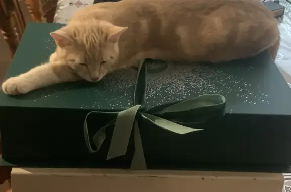 Пропала кошка Мальчик, Суздаль (rl1160518) - photo