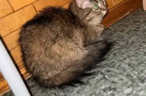 Найдена кошка, Краснодар, фото: Найдена кошка, улица Стасова, 115, Краснодар - домашняя с ошейником