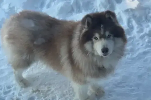 Пропала собака, Октябрьская улица, 29, Знаменка - photo