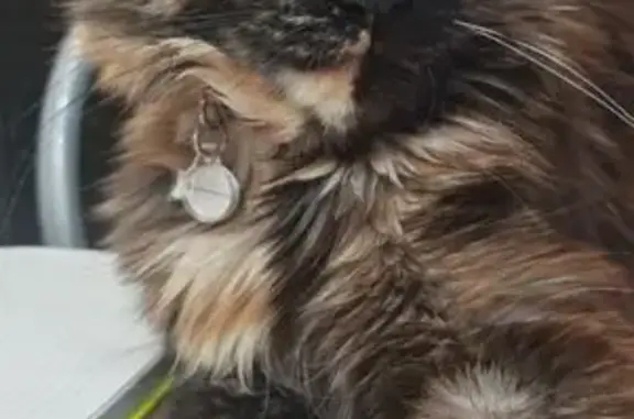 Пропала кошка, Колхозная улица, 10 к1, Рязань - порода мейн-кун с красно-оранжевым ошейником - photo