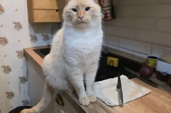 Пропала кошка, Черноморская улица, 19, Краснодар - photo