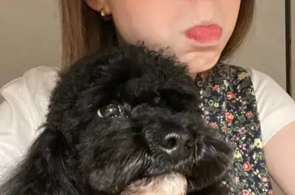 Пропала собака, улица Рождественская Набережная, 37, Краснодар - photo