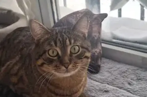 Кошки потеряшки, Москва, фото: Потеряшка кот, улица Лефортовский Вал, 18А, Москва - серо-коричневый, полосатый