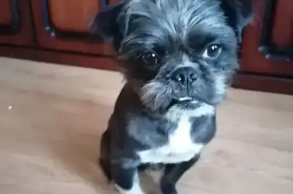 Пропала собака, Чернореченская улица, Оренбург - photo