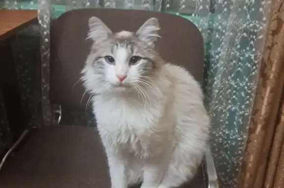 Пропала кошка, Мельничная улица, 4, Ессентуки - photo