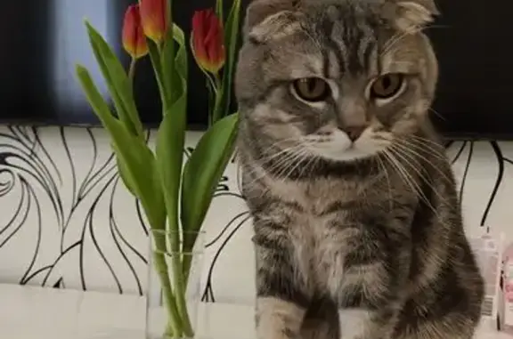 Пропал вислоухий британец, Белозерская улица, 17, Казань - photo