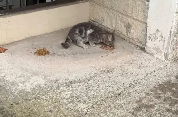 Объявления о пропавших и найденных животных, Ростов-на-Дону, фото: Найдена кошка, улица Петренко, Ростов-на-Дону - серенький котёнок с травмой лапки