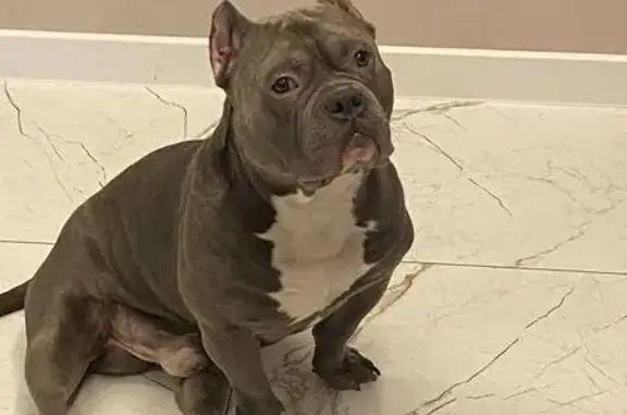 Потерянные животные Краснозатонский, фото: Пропал собака, 87К-001, Краснозатонский - серо-коричневый окрас, карие глаза