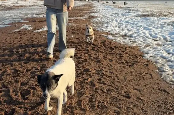 Белая с черной головой