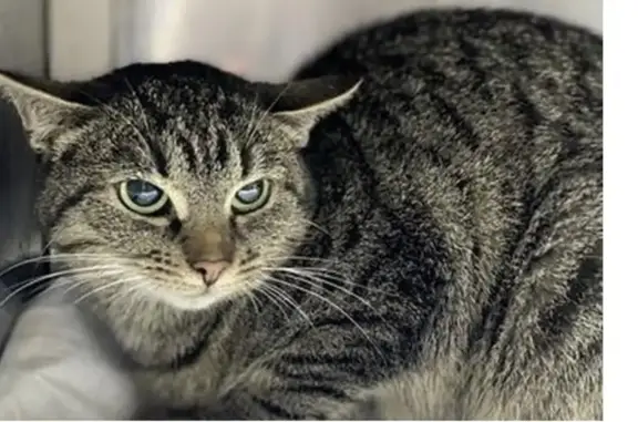 Найдена кошка, Зеленоград, фото: Найдена кошка, Зеленоград, Москва - окрас табби