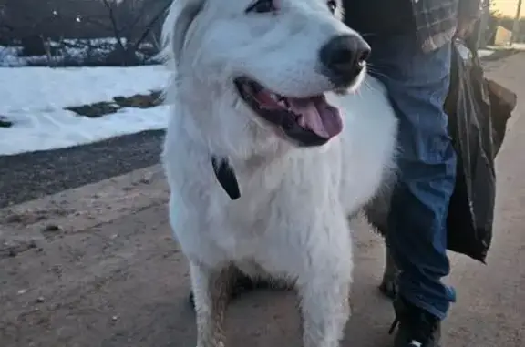 Найдена собака, Дмитровский городской округ, фото: Найдена собака Девочка, Дмитровский городской округ (rf1160548)