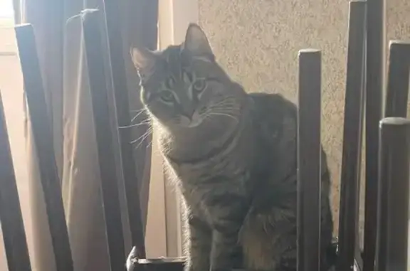 Кошки потеряшки, Новосибирск, фото: Потеряшка кошка, Степная улица, 52, Новосибирск