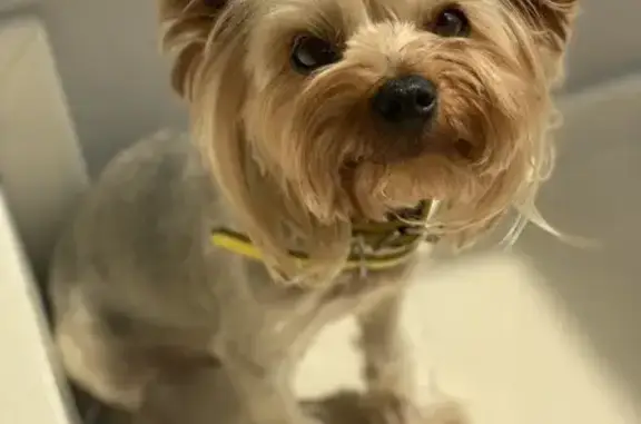 Пропала собака, Алмазная улица, Дубовое - photo