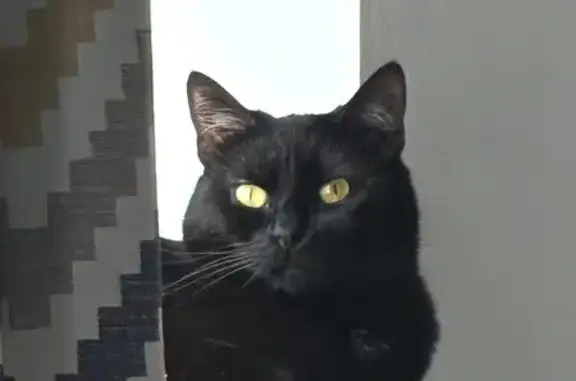 Пропала кошка, Тихая улица, Бугры - photo