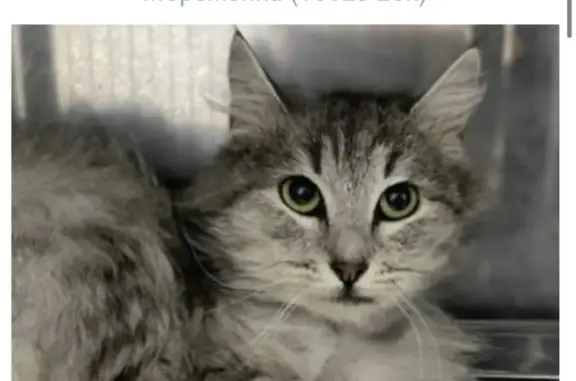 Найдена кошка, корп. 619, Зеленоград - серый окрас - photo