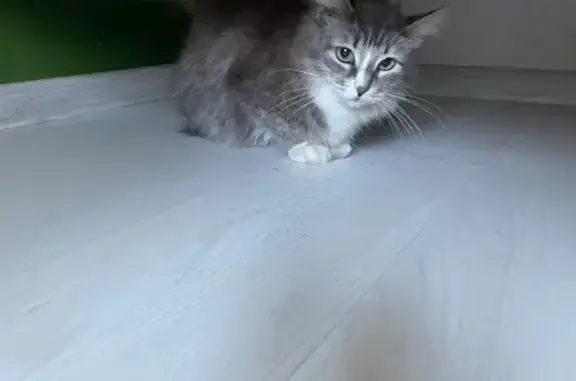 Найденные животные Петрозаводск, фото: Найдена кошка, Берёзовая аллея, Петрозаводск - ласковая и добрая